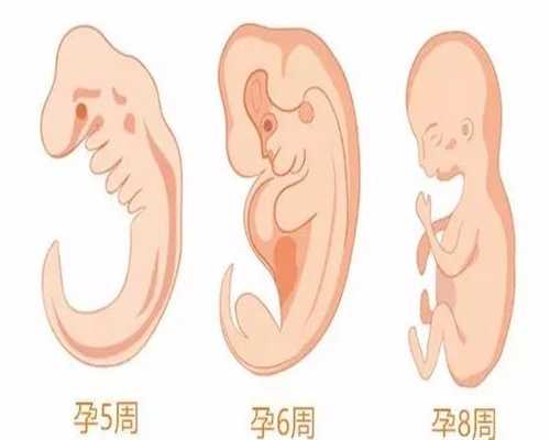  广州代孕哪家专业_【让生命起航】_宝宝吃香菇好消化吗 宝宝吃香菇的好处