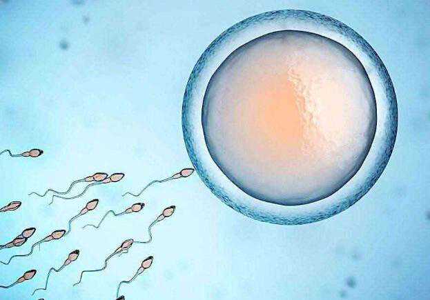 胚胎不好是谁的原因?_U755J